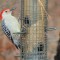Red-bellied Woodpecker (11-27-14)