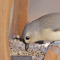 Tufted Titmouse at a safflower seed feeder
