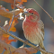 House Finch males