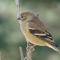 American Goldfinch females