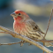 A handsome male House Finch