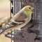American Goldfinch at seed feeder