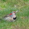 A brief visit to my yard by a Northern Flicker