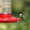 Filled to hummingbird eye level!