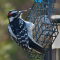 Hairy Woodpecker at the suet cake