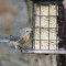 Female Eastern Bluebird (11-27-14)