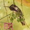 Perching Costa’s Hummingbird