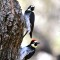 Acorn Woodpeckers – Canyon Clowns