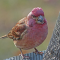 Male Purple Finch at a feeder