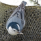 Male Nuthatches visit feeders