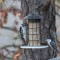 Downy Woodpecker & Nutchatch (11-20-14)