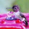 “Little T” hummingbird bathing
