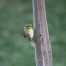 American Goldfinch Wearing Winter Olive