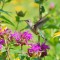 Hummingbird in my garden