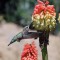 Hummingbird at Torch Lilly