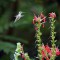 Ruby Throated Hummingbird on a mission!