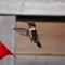 Ruby-throated hummingbird male