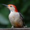 A Red-bellied Woodpecker heading to the feeder.