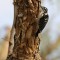 Female Nuttall’s woodpecker