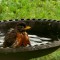 Baby robin in birdbath