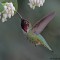 Anna’s Hummingbird and Manzanita