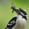 Hairy Woodpecker with  Moth