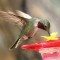 The Beauty of Hummingbirds