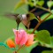 Hummingbird at a Natural Feeder