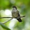 Sweet and Sour Ruby-Throated Hummingbird