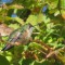 Hummingbird in November- Head south little bird!