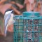 Chickadee at the feeder
