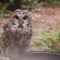 Thirsty Barred Owl