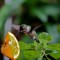 Hummingbird getting oranges Juice