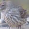 Female House Finch with possible healed left eye disease