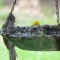Prothonotary Warbler Irks Tufted Titmouse