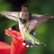Ruby-throated Hummingbirds jockeying for position at a feeder