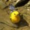 Prothonotary Warbler Enjoying a Dip