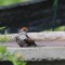 Chipping Sparrow enjoying a bath on a hot summer day.