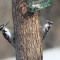 Hairy (m) and Downy (f) Woodpecker