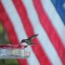 Independence Day Hummingbird