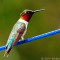 Bejeweled Ruby-throated Hummingbird
