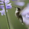 Hummingbird  between the flowers