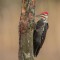 Male Juvenile Pileated Woodpecker