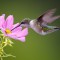 Ruby-throated Hummingbird drinking nectar from a Cosmos