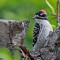 Nuttall’s Woodpecker feeding at our dead peach tree