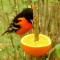 Orange Bird/Orange Feeder