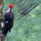 The Formal Elegance of a Pileated Woodpecker