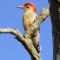Red Bellied Woodpecker in the Butternut Tree