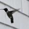 Black-chinned Hummingbird at the window