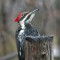 Pileated Woodpecker in the rain.